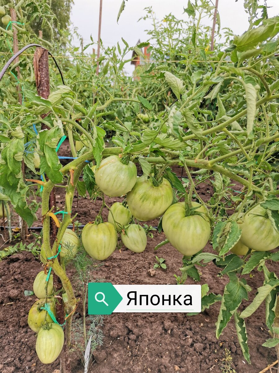 Самые урожайные томаты сезона 2020.