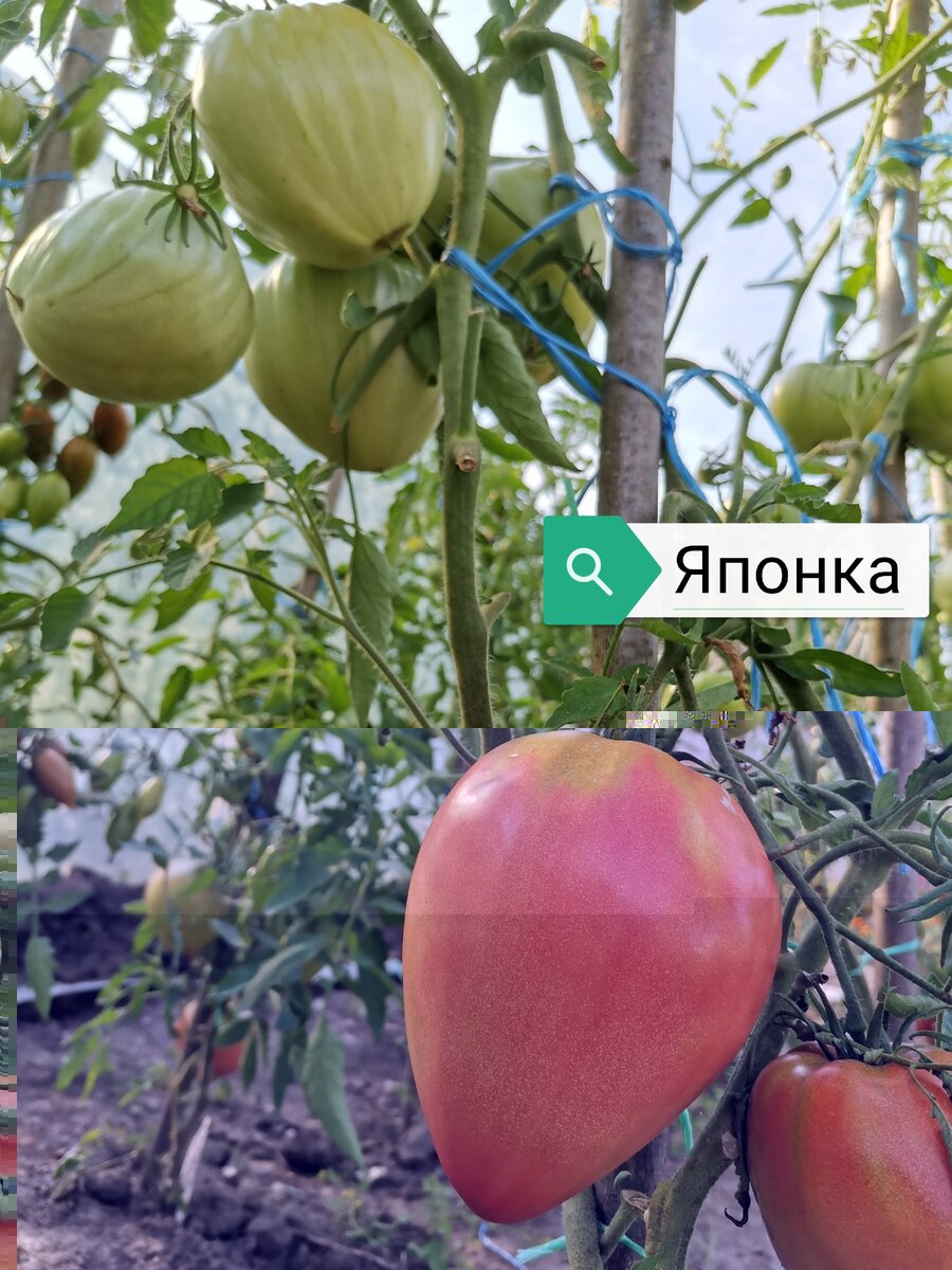 Самые урожайные томаты сезона 2020.